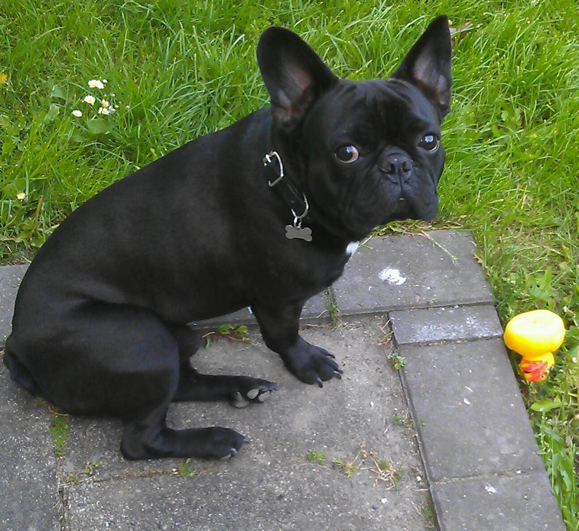 Fransk bulldog Lille Ibsen billede 6