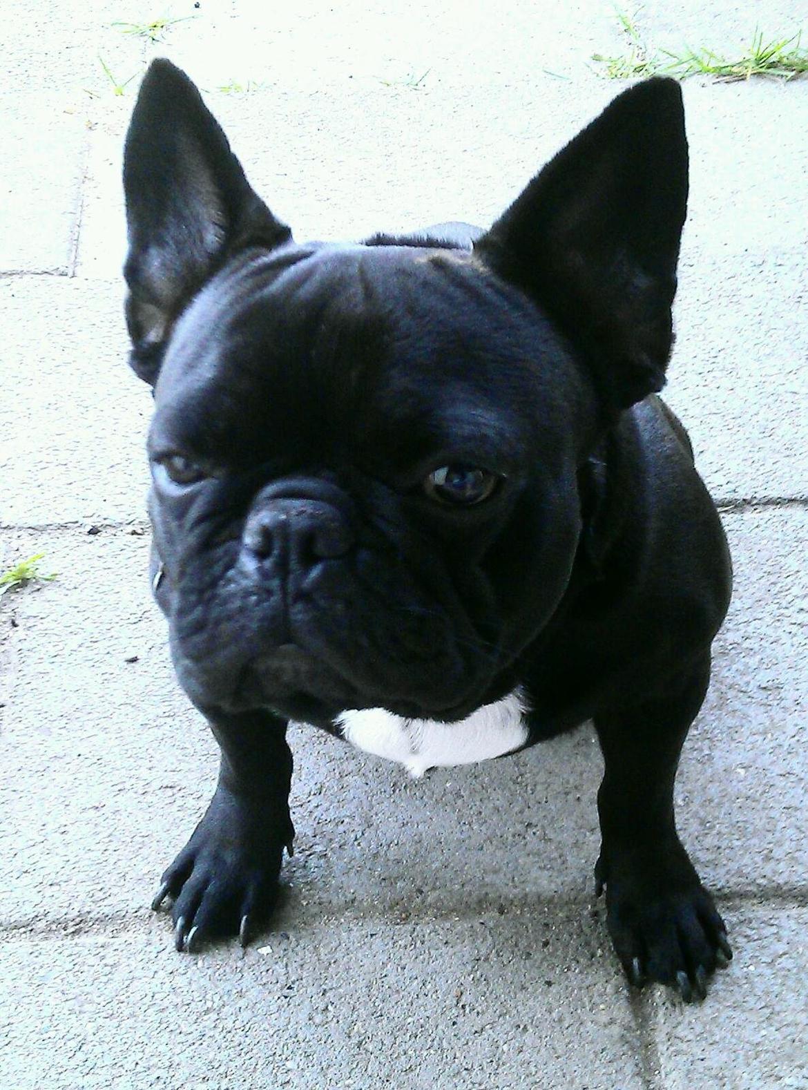 Fransk bulldog Lille Ibsen billede 7