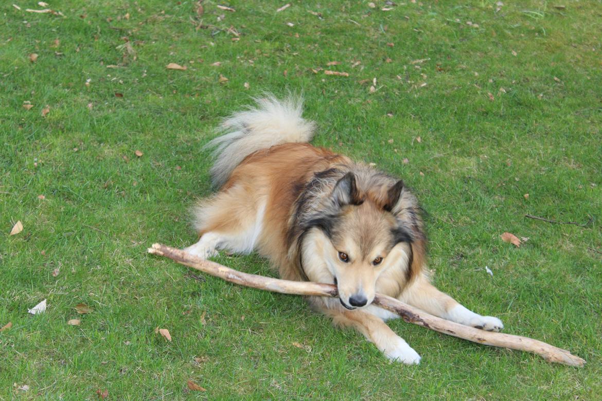 Islandsk fårehund Dino billede 1