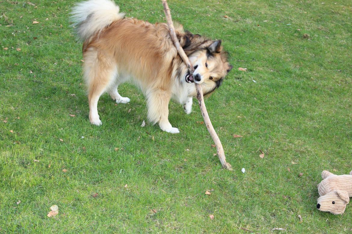 Islandsk fårehund Dino billede 2