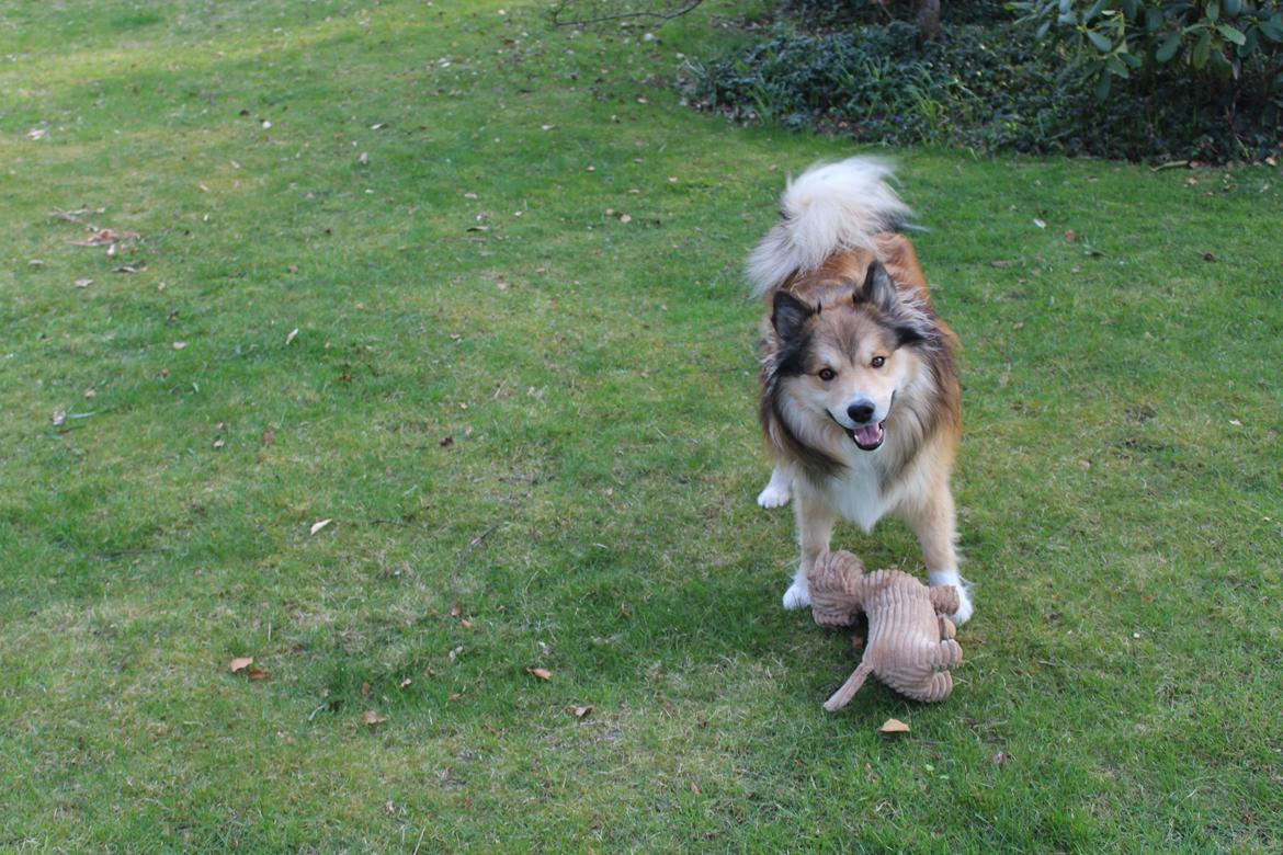 Islandsk fårehund Dino billede 3
