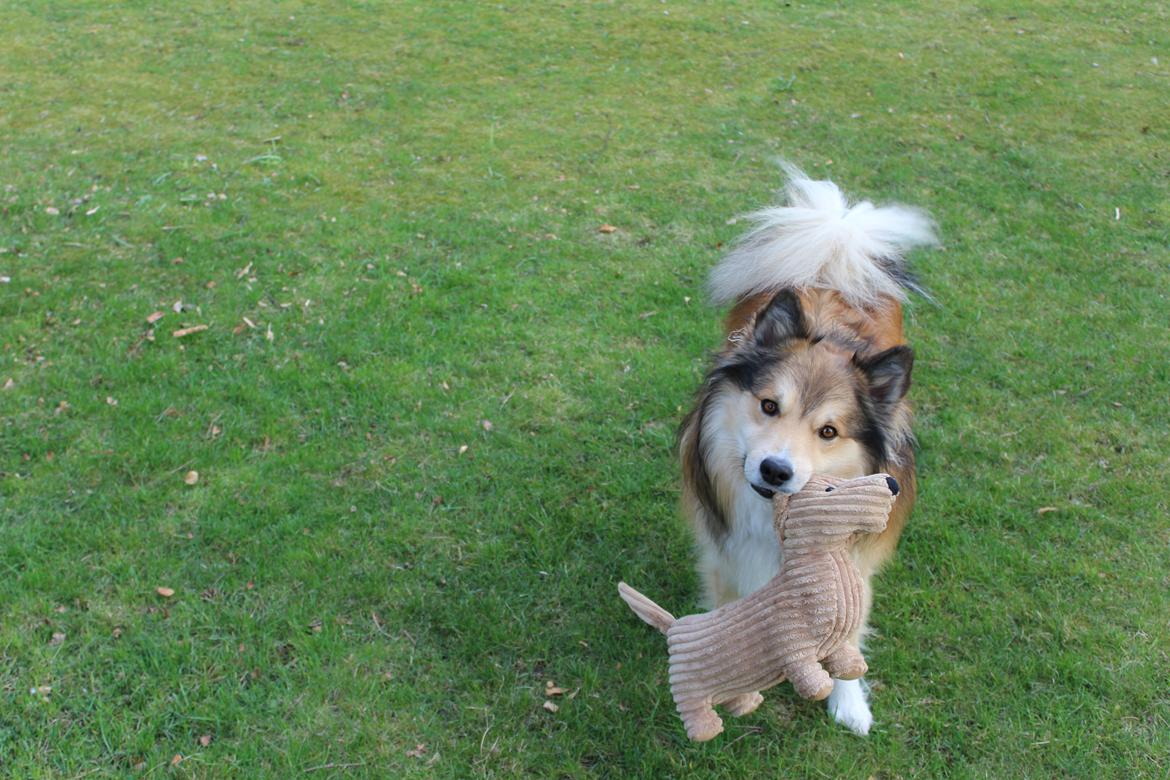 Islandsk fårehund Dino billede 4