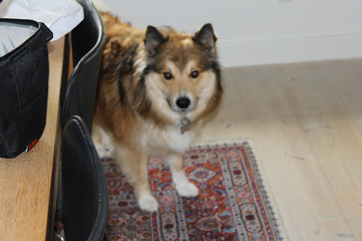 Islandsk fårehund Dino billede 5