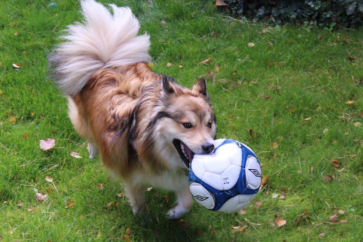Islandsk fårehund Dino billede 6