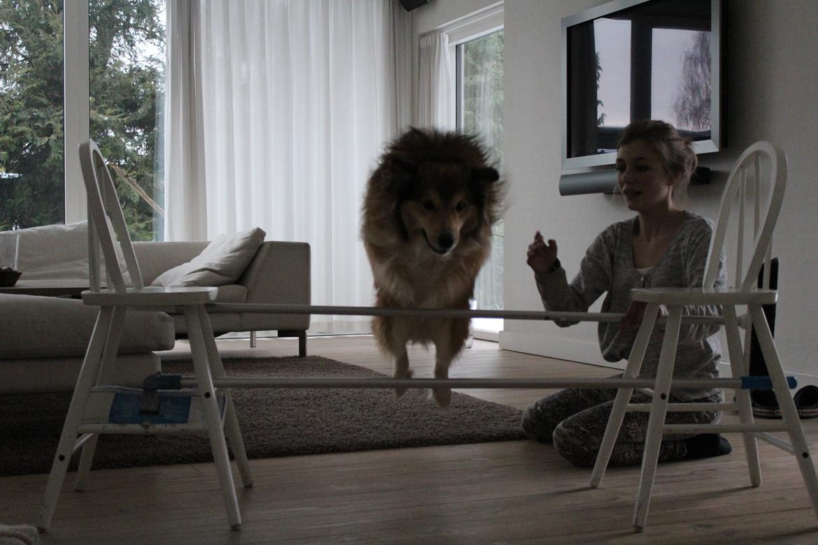 Islandsk fårehund Dino billede 7