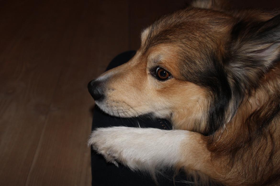 Islandsk fårehund Dino billede 8