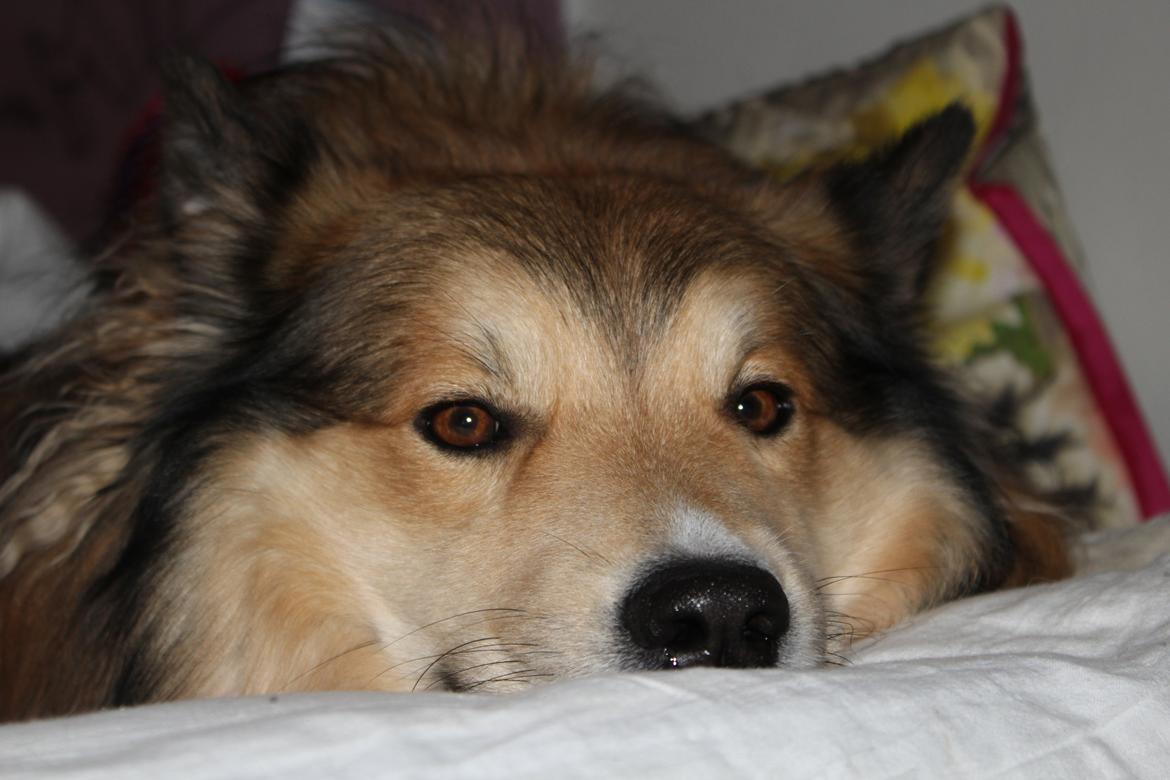 Islandsk fårehund Dino billede 9