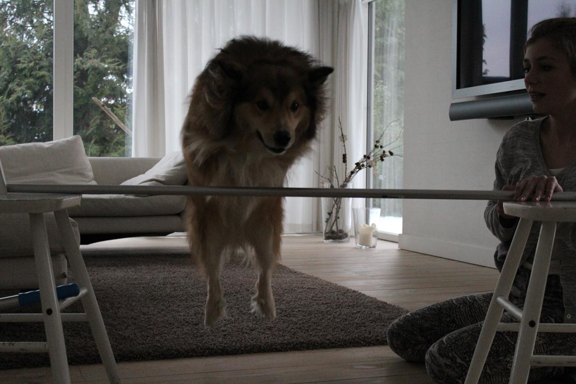 Islandsk fårehund Dino billede 10