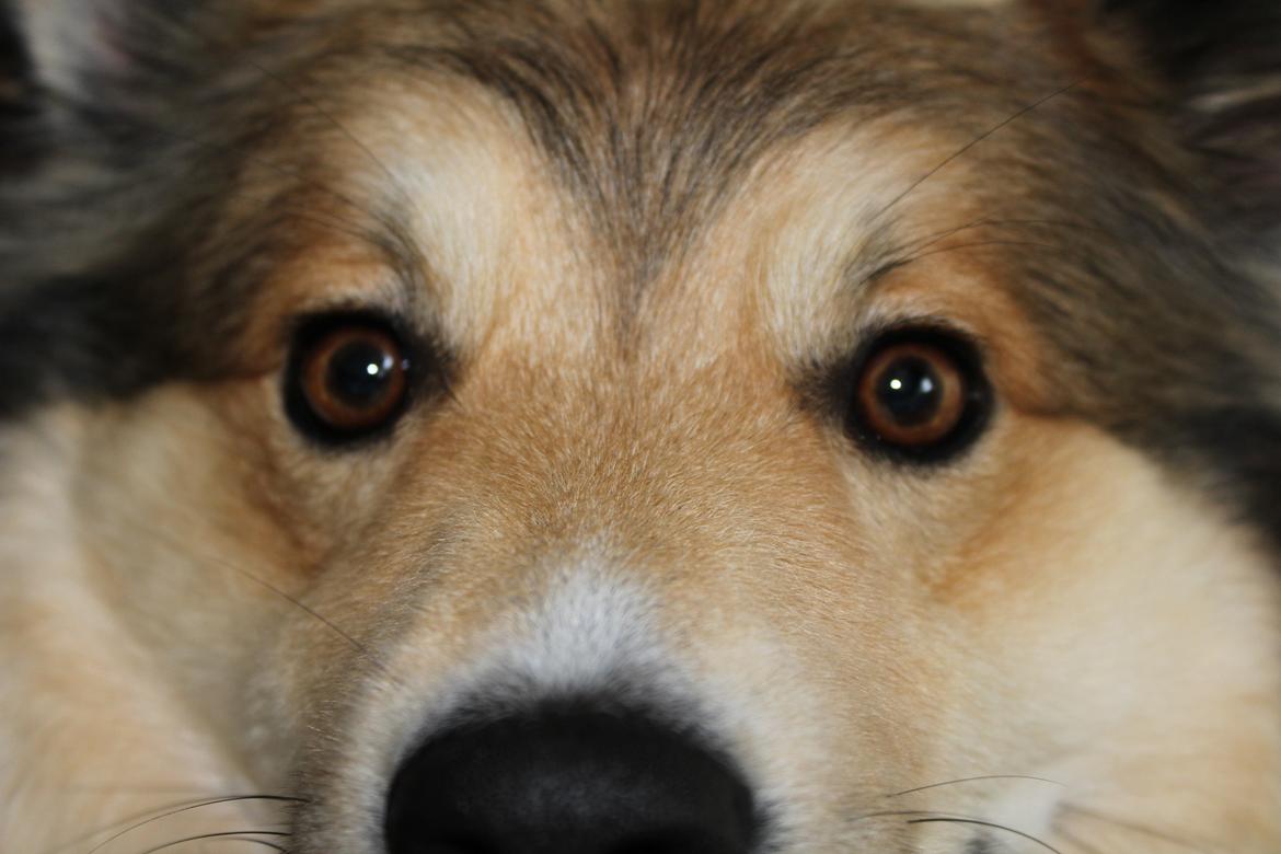 Islandsk fårehund Dino billede 11