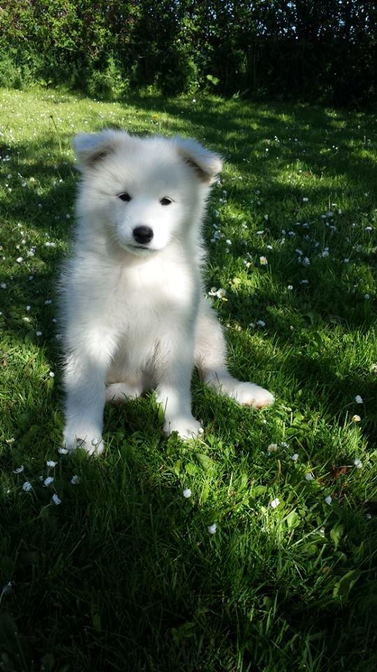 Samojedhund Mille billede 1