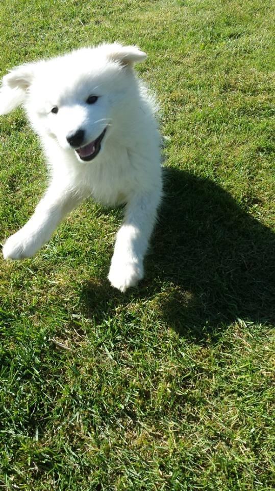 Samojedhund Mille billede 5