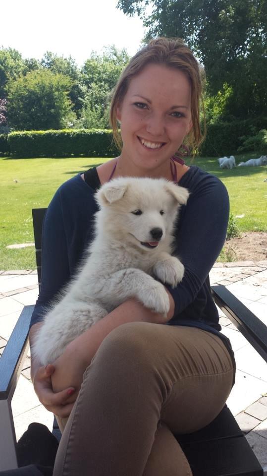 Samojedhund Mille billede 6