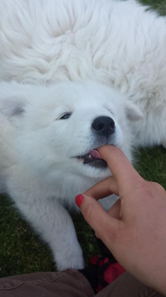 Samojedhund Mille billede 2