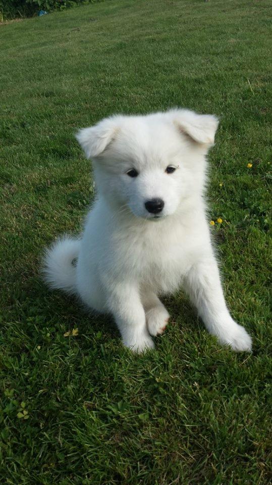 Samojedhund Mille billede 7