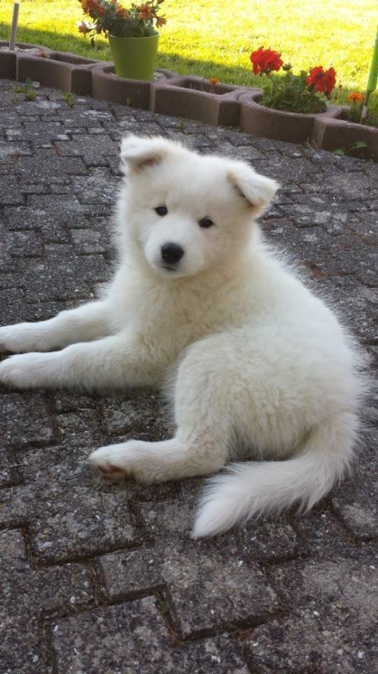 Samojedhund Mille billede 3