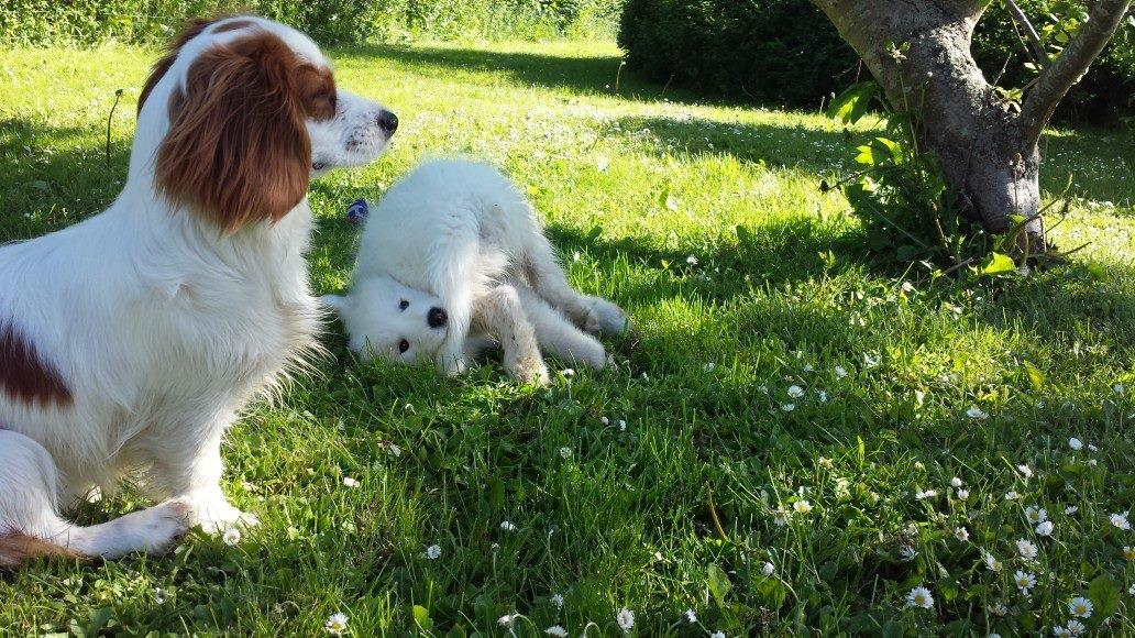 Samojedhund Mille billede 8