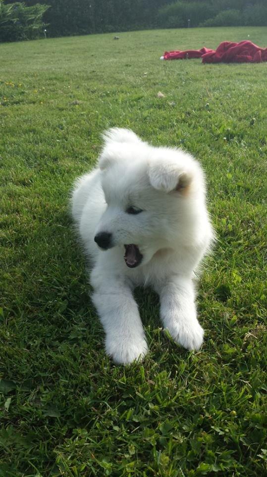 Samojedhund Mille billede 9