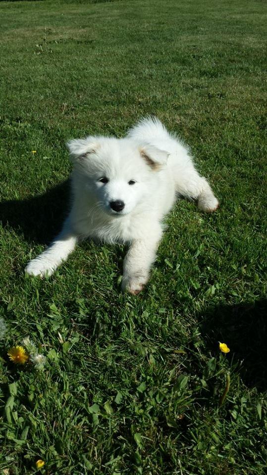 Samojedhund Mille billede 10