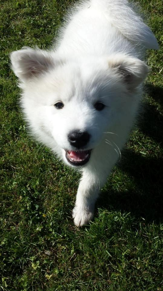 Samojedhund Mille billede 11