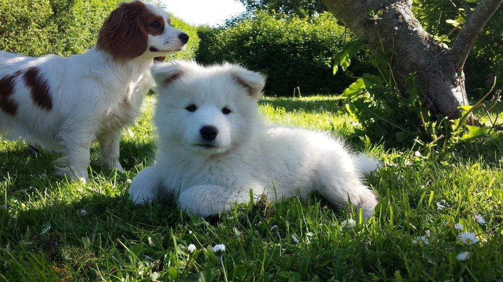 Samojedhund Mille billede 12