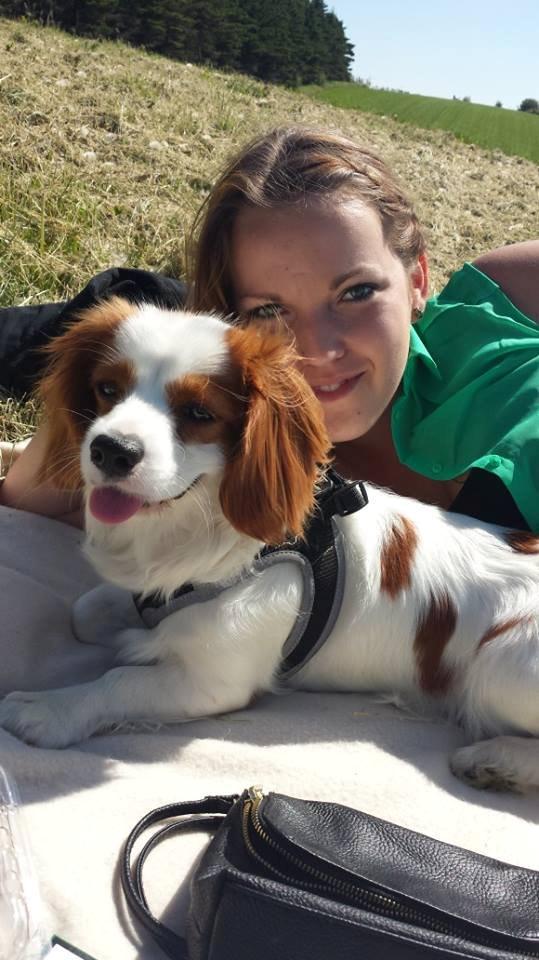 Cavalier king charles spaniel Merle billede 2