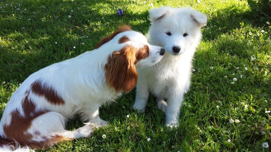 Cavalier king charles spaniel Merle billede 4