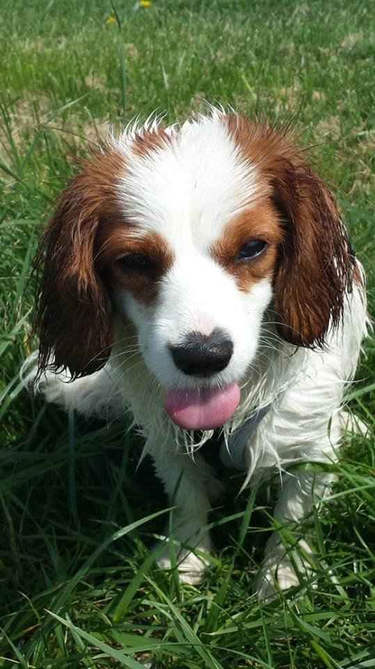 Cavalier king charles spaniel Merle billede 3