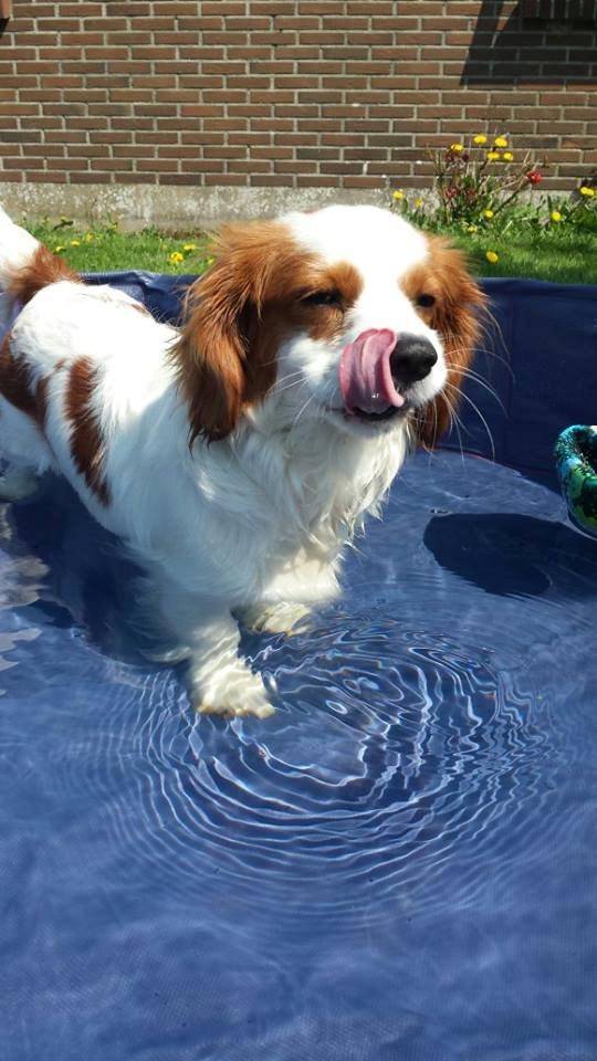 Cavalier king charles spaniel Merle billede 1