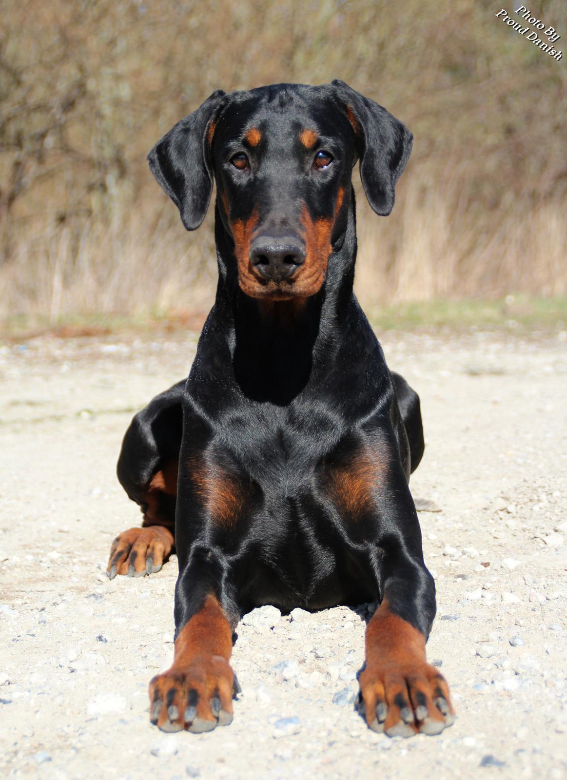 Dobermann Proud Danish Dream Of Mine billede 17