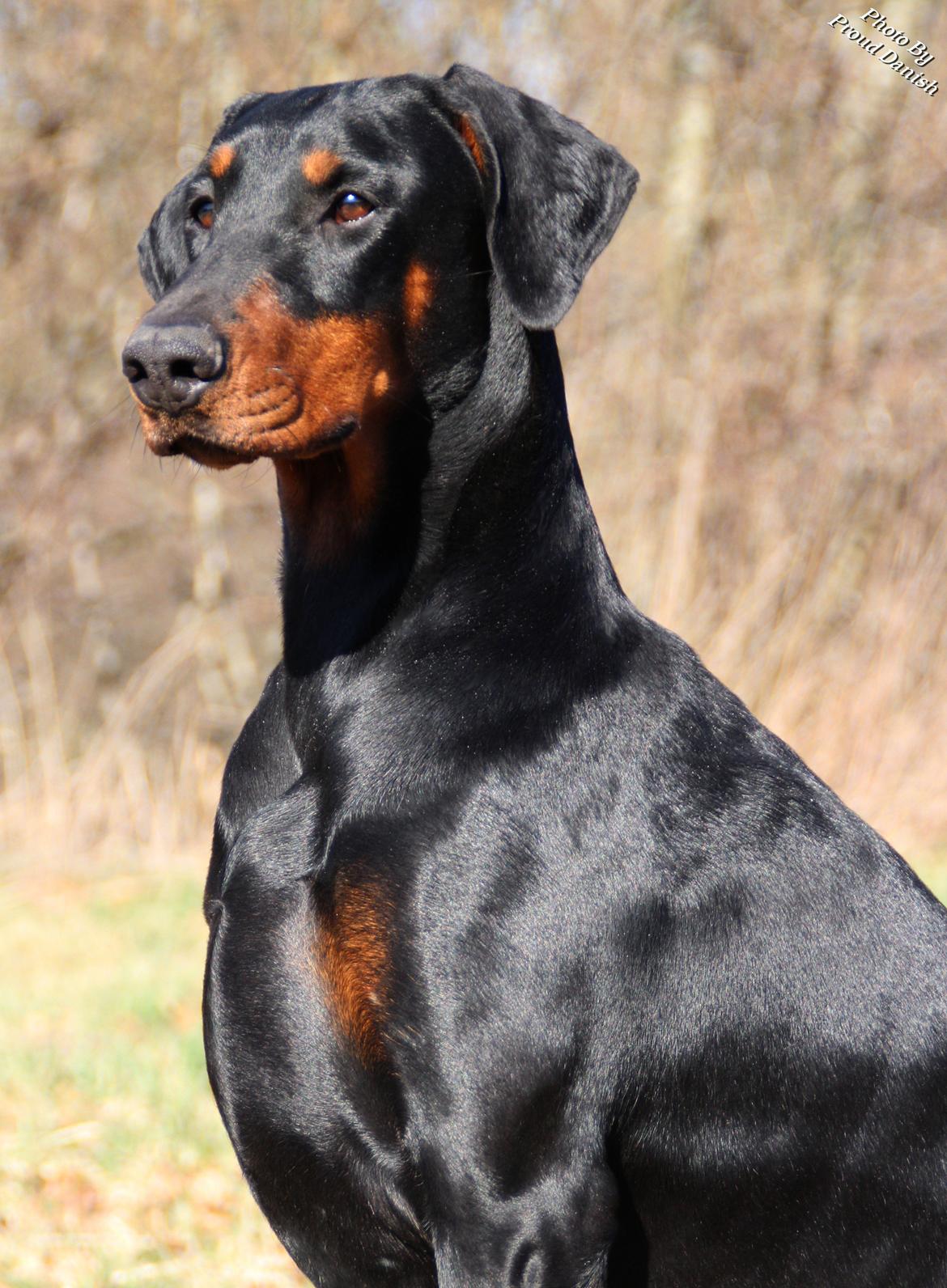 Dobermann Proud Danish Dream Of Mine billede 1