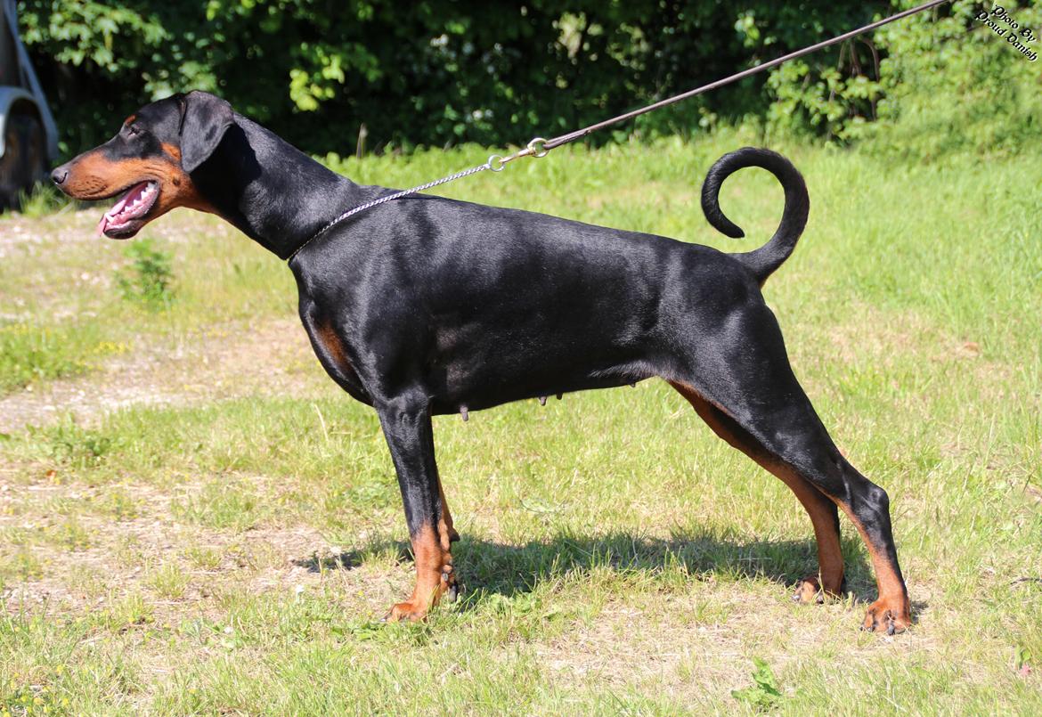 Dobermann Proud Danish Dream Of Mine billede 2