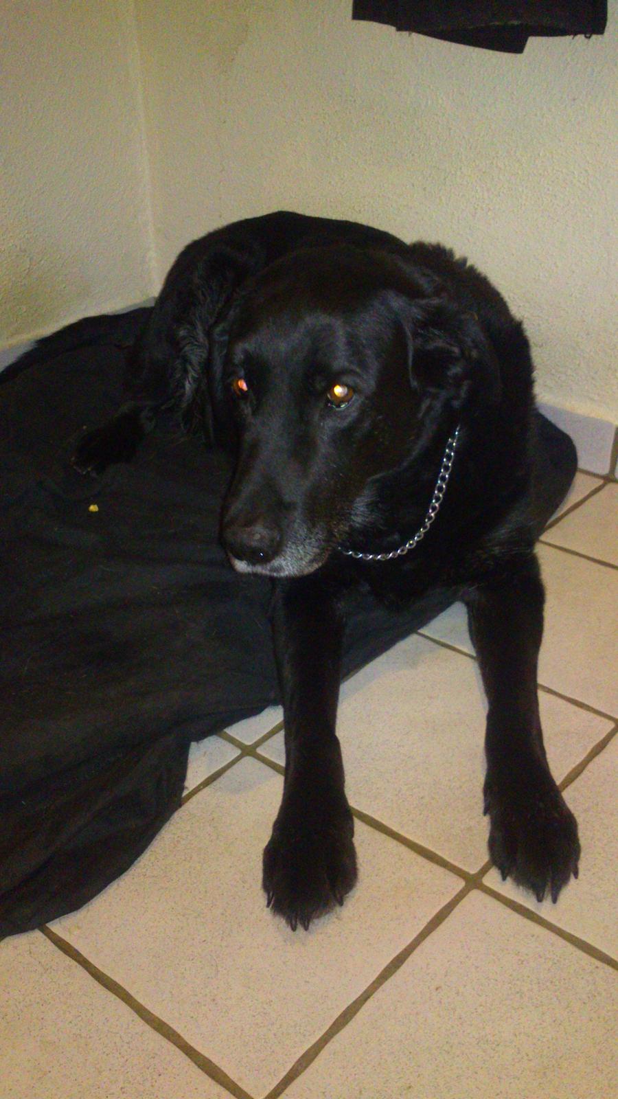 Blanding af racer Max (Maxen berg) Himmelhund - hvor er du fin;-) billede 3