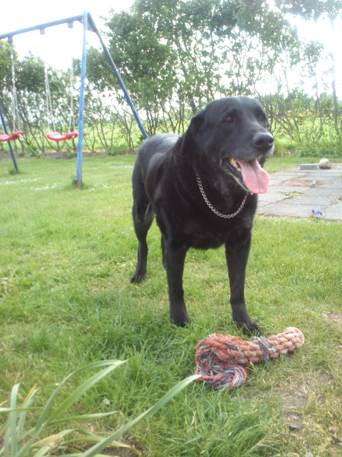 Blanding af racer Max (Maxen berg) Himmelhund - er jeg ikke bare dygtig, men jeg må lige have en pause. billede 4