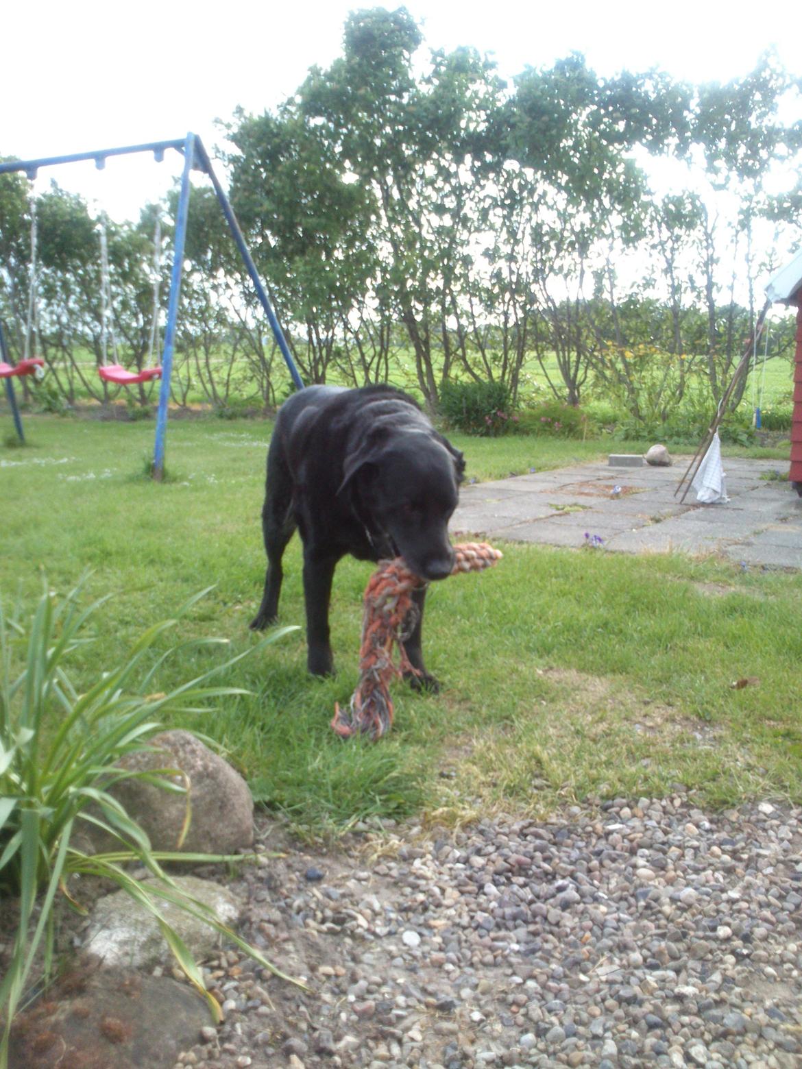 Blanding af racer Max (Maxen berg) Himmelhund - kast igen! billede 5