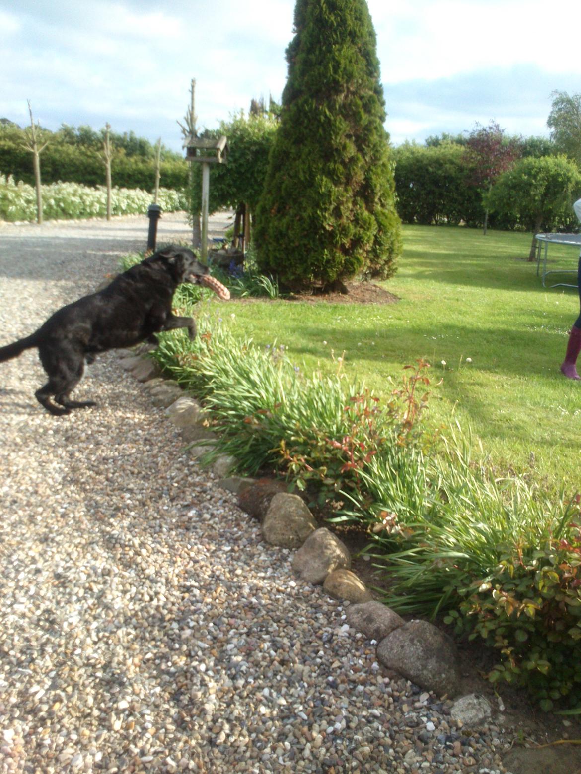 Blanding af racer Max (Maxen berg) Himmelhund - ja Max er øvet i det;-) billede 2
