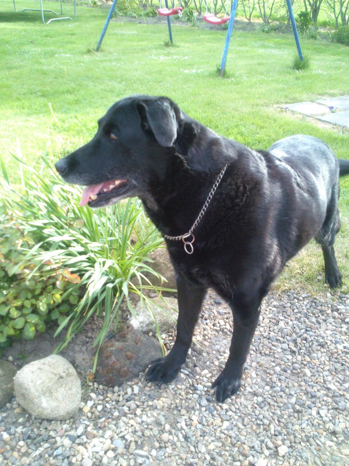 Blanding af racer Max (Maxen berg) Himmelhund - Max har helt klart fået øje på noget! billede 6