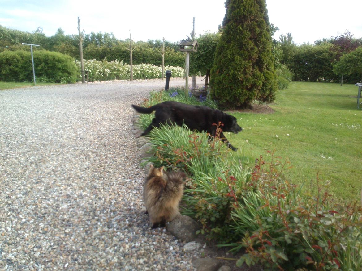 Blanding af racer Max (Maxen berg) Himmelhund - Mors rosenbed igen;-) billede 7