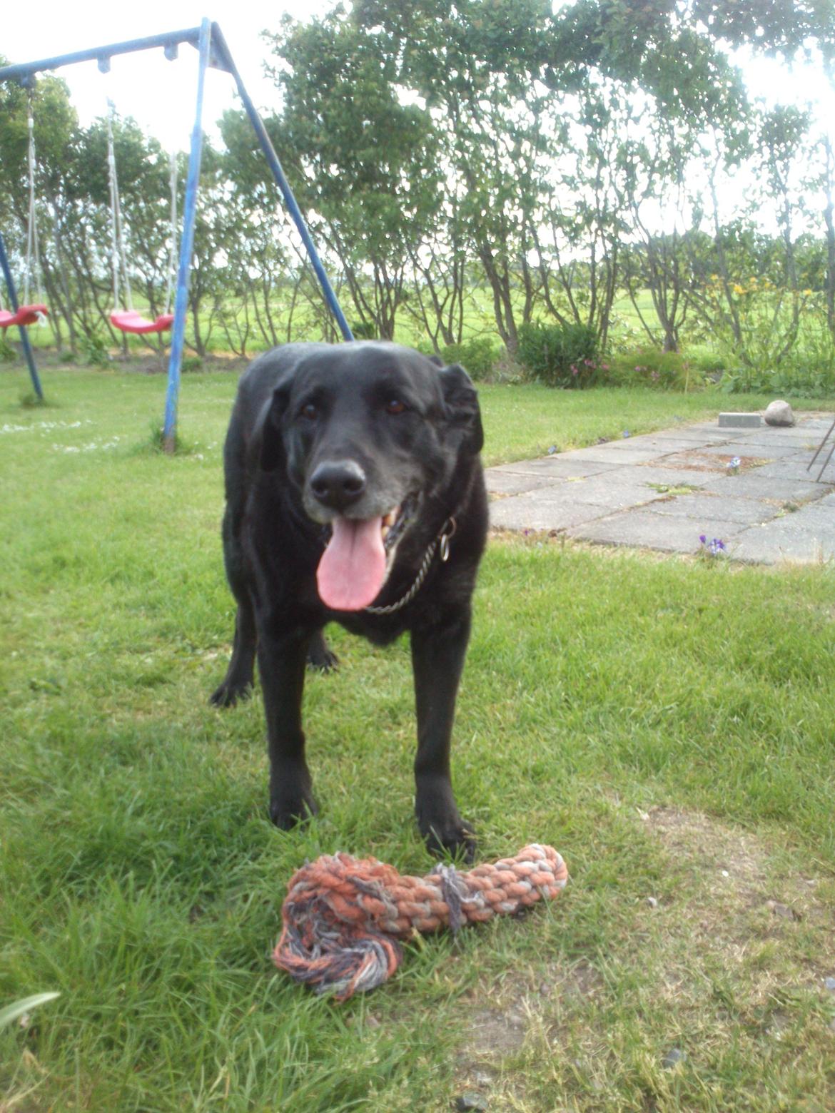 Blanding af racer Max (Maxen berg) Himmelhund - du er så fiiin! billede 1