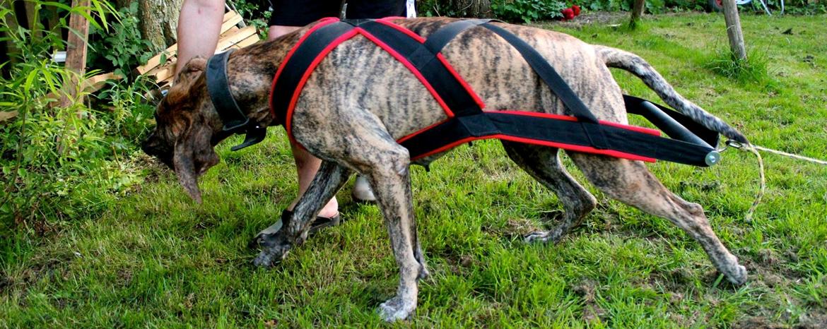 Grand danois Mille - mille i hendes træning sele
 billede 2