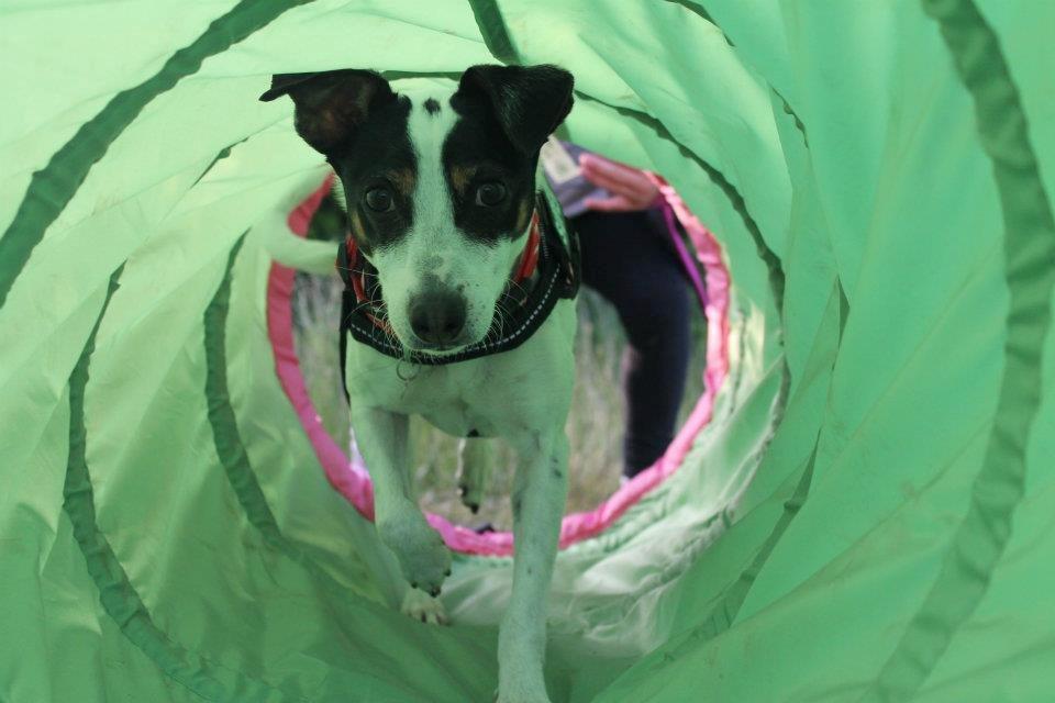 Dansk svensk gaardhund Ziggi - Hej og velkommen til min lille profil <3 billede 1