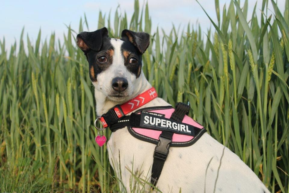 Dansk svensk gaardhund Ziggi - Tak fordi i kigget <3 billede 11