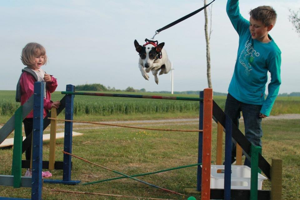 Dansk svensk gaardhund Ziggi billede 7