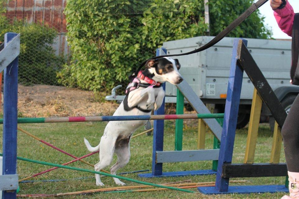 Dansk svensk gaardhund Ziggi billede 9