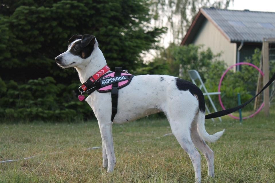 Dansk svensk gaardhund Ziggi billede 5