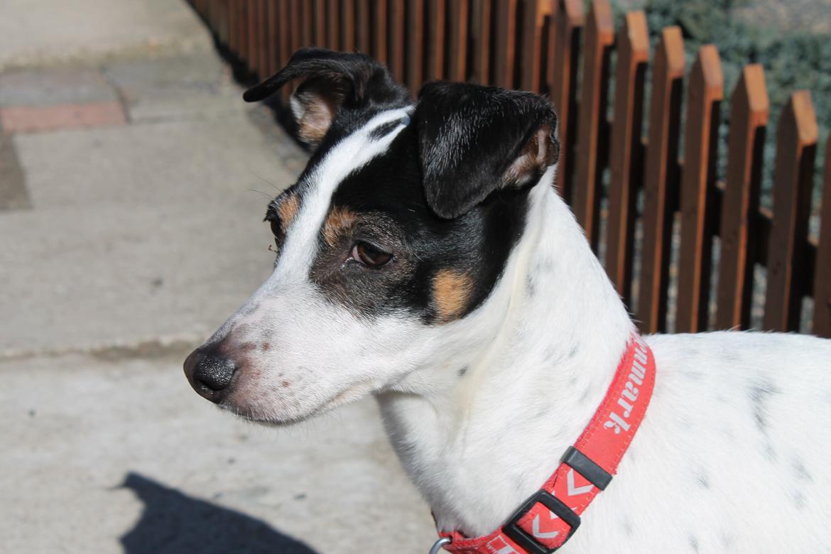 Dansk svensk gaardhund Ziggi billede 10