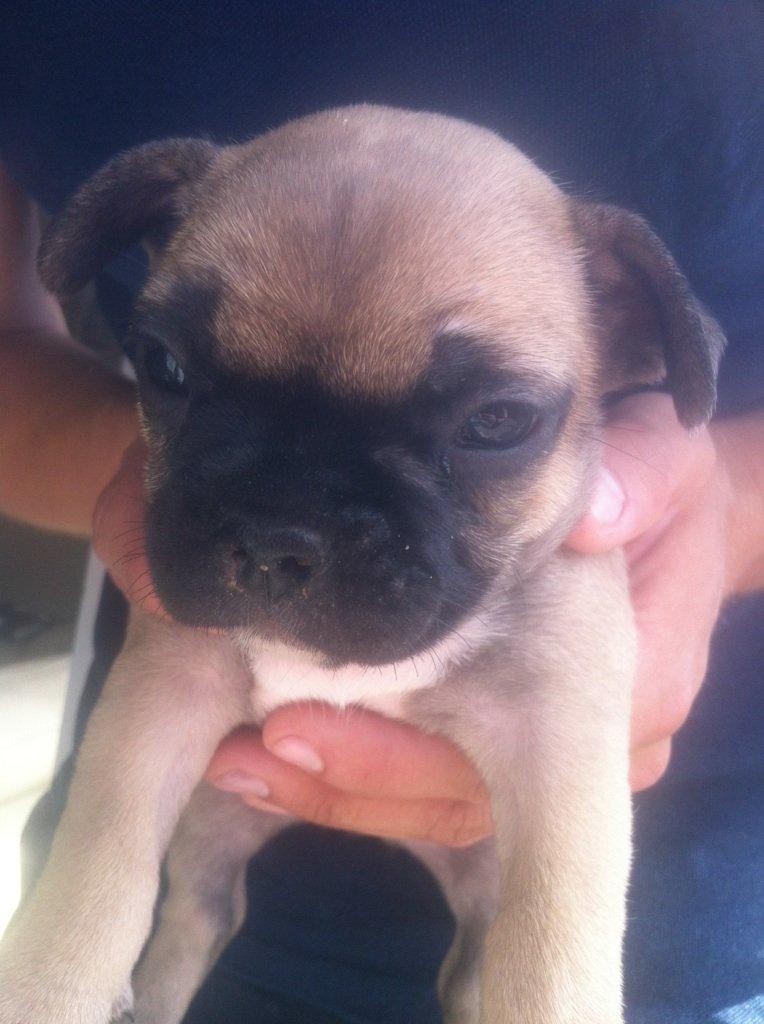 Fransk bulldog Flakse billede 8