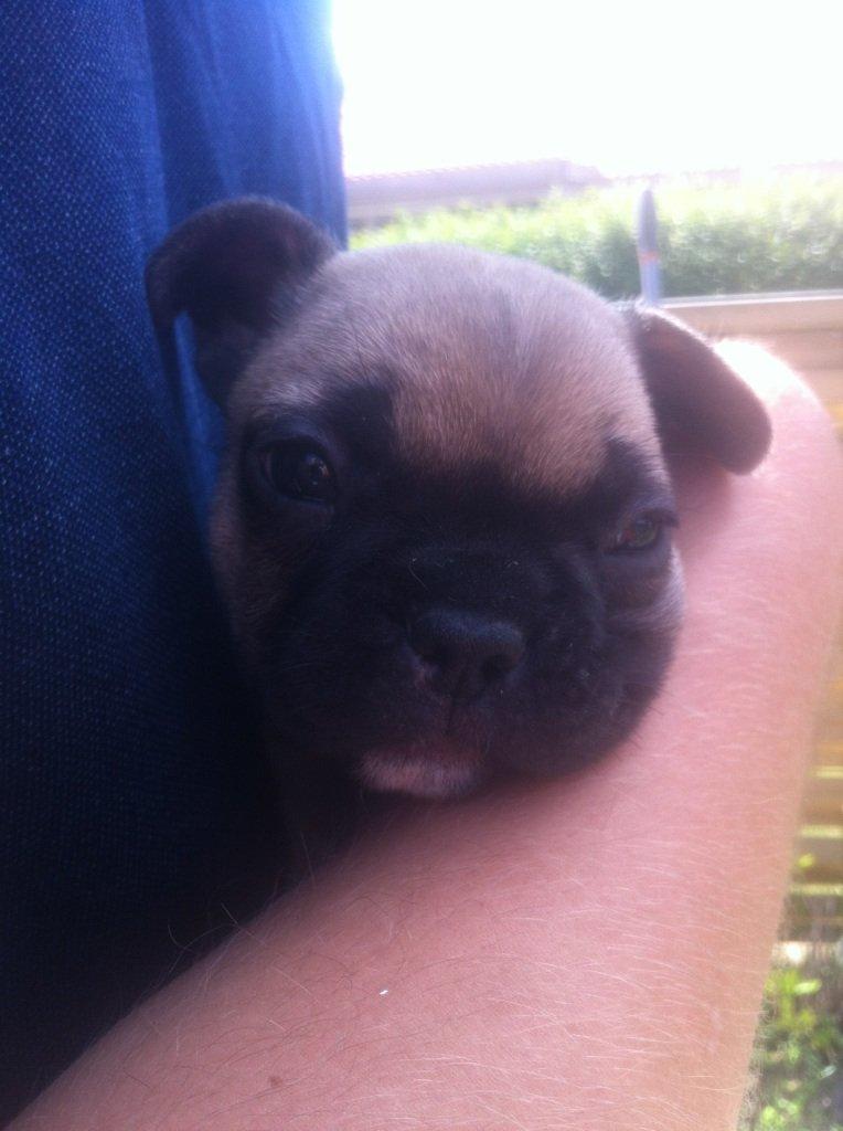 Fransk bulldog Flakse billede 9