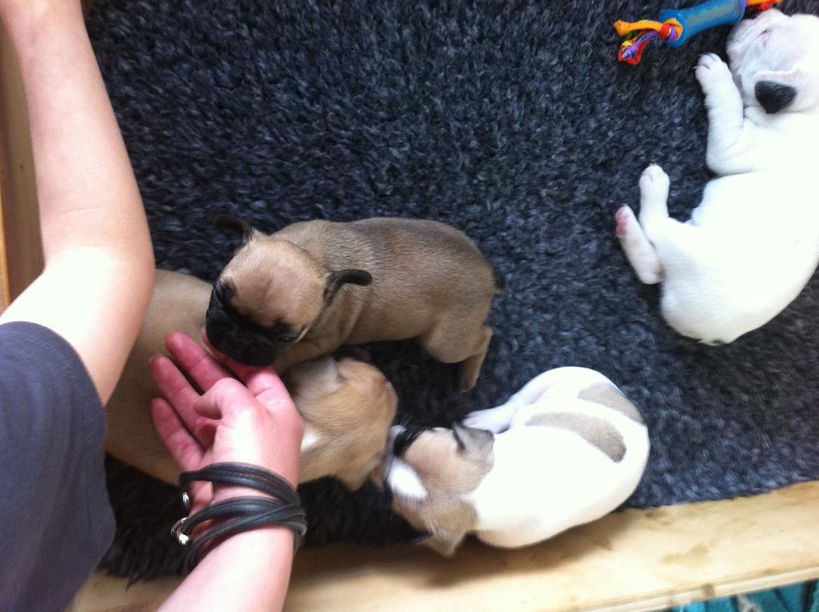 Fransk bulldog Flakse billede 11