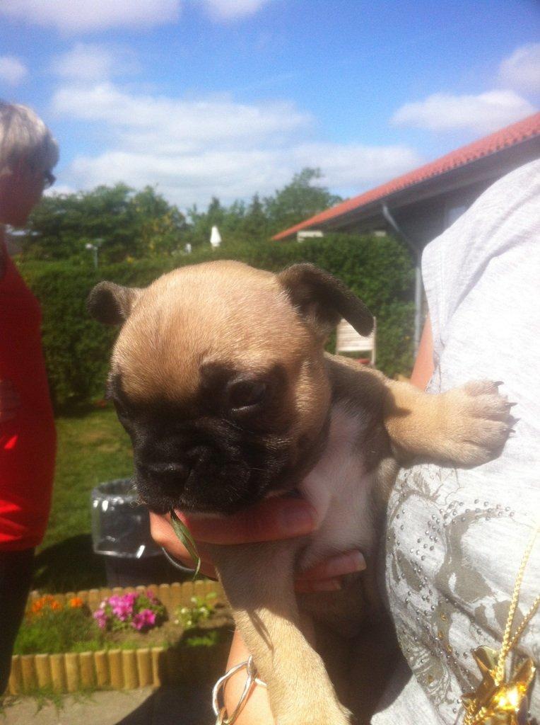 Fransk bulldog Flakse billede 7
