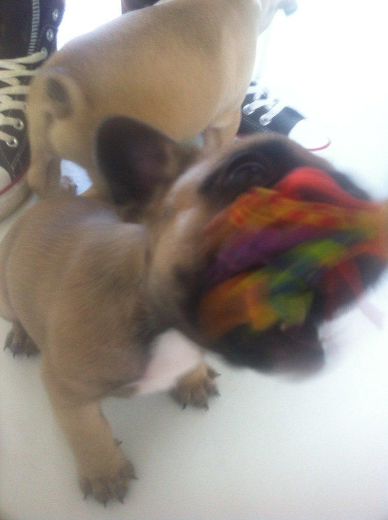 Fransk bulldog Flakse billede 10